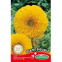 Los mejores  - Germisem Giant Double Semillas de Girasol 2 g (EC1534)